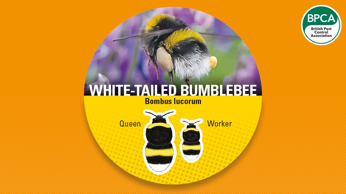 Bumblebee white tail